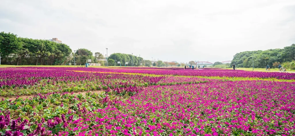 台北 古亭河濱公園花海