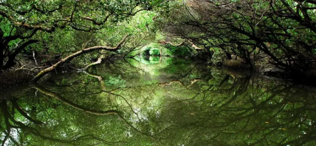 台南 四草綠色隧道