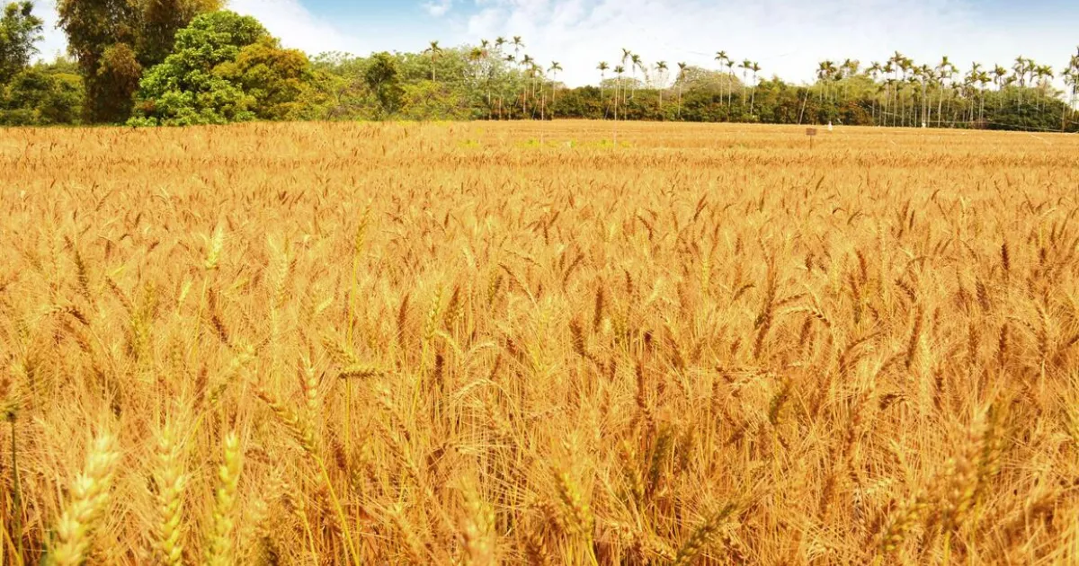 你都念「芒種」還是「芒種」?芒種節氣習俗、禁忌與2025開運方式