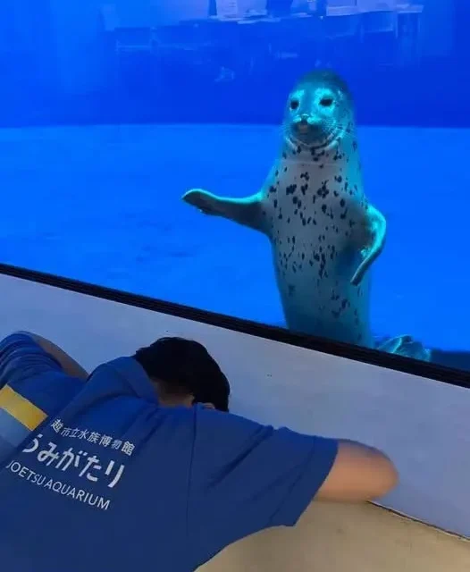 當海豹是一種宗教 be like：
