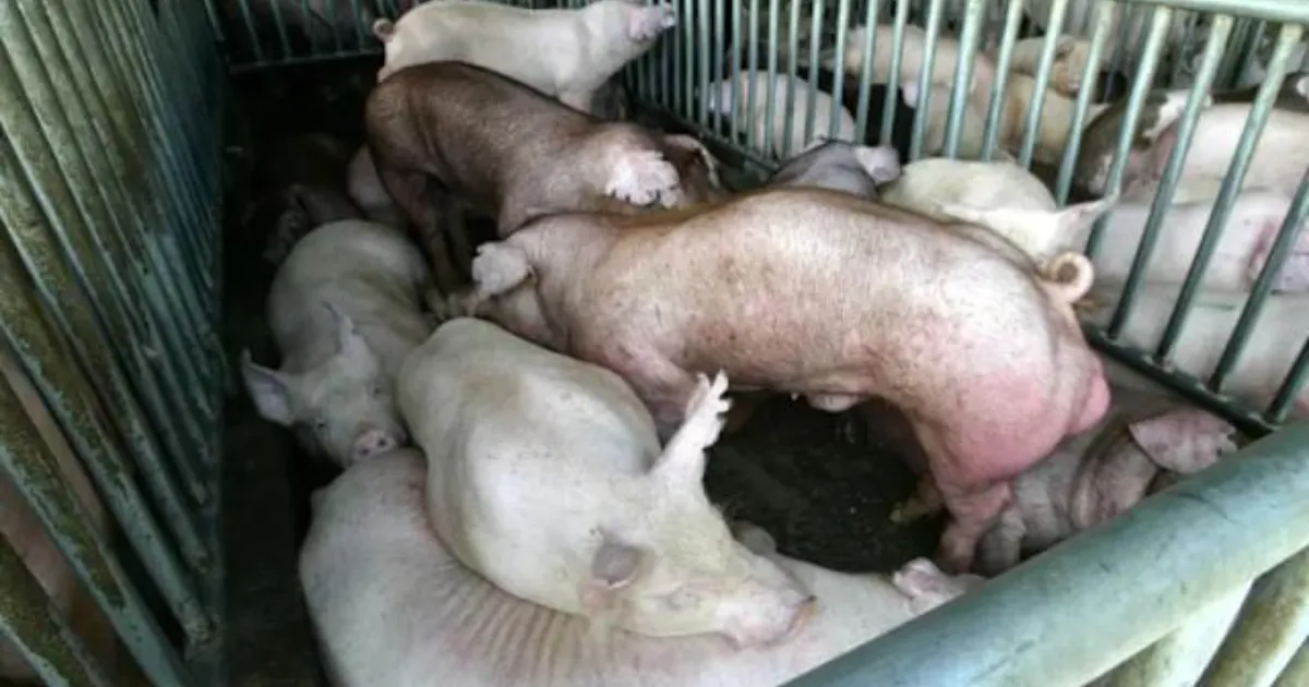 台中疑現「非洲豬瘟」本土首例　PCR驗出陽性　全國今中午起禁運、禁宰 5 天