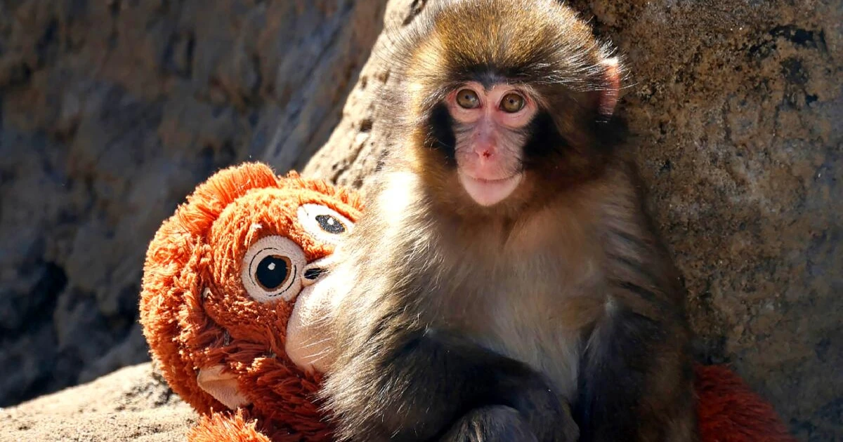 Punch the Monkey 是什麼意思？為何瞬間成為全球熱議焦點？