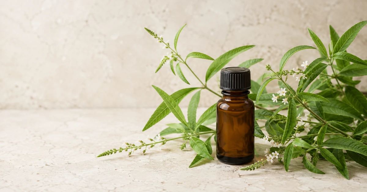 檸檬馬鞭草精油是什麼？檸檬草本香氣、原料辨識與使用限制